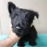 スコティッシュテリア