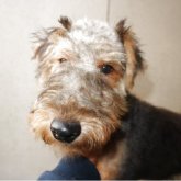 ウェルシュテリア