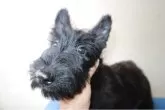 スコティッシュテリア【千葉県・女の子・2025年8月3日・ブラックブリンドル】の写真4