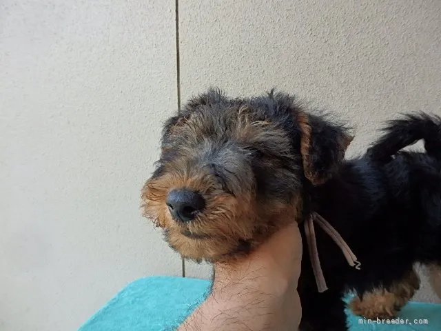 Y.T 様のお迎えした子犬