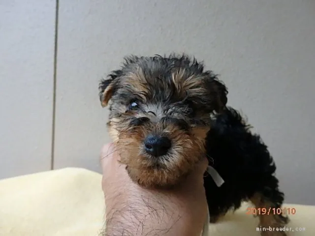 rukko 様のお迎えした子犬