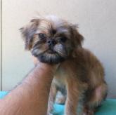 ブリュッセルグリフォンってどんな犬 犬種の特徴や飼い方のポイントまで みんなのブリーダー