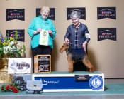 ウェルシュテリア【・男の子・2023年2月16日・ブラック&タン】