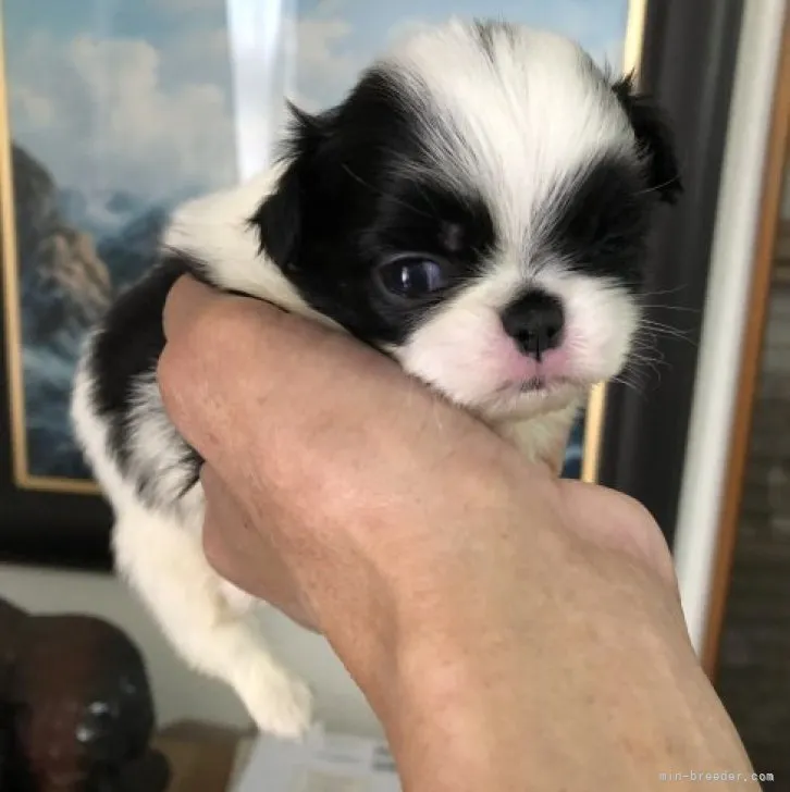 ID:2302-00648の子犬