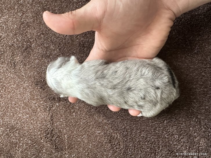 工藤順ブリーダーのブログ：バイブルーの子3匹産まれました。
