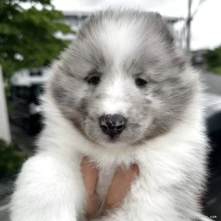 シェットランドシープドッグ【福岡県・男の子・2025年4月8日・バイブルー】の写真1「超かわいい🩵」