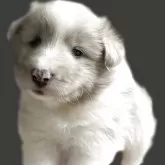 シェットランドシープドッグ