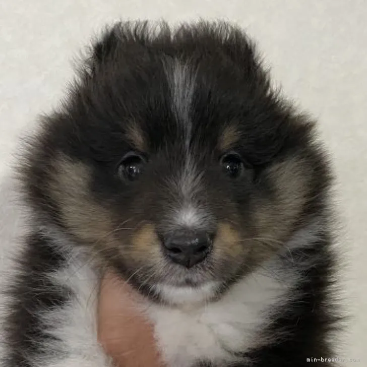 ID:2305-00422の子犬
