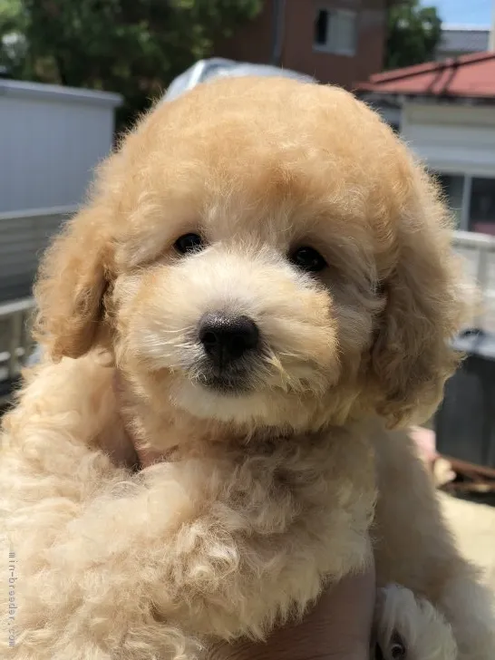 ID:1807-00690の子犬