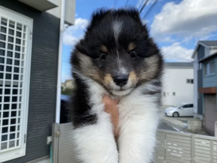ID:2110-03090の子犬