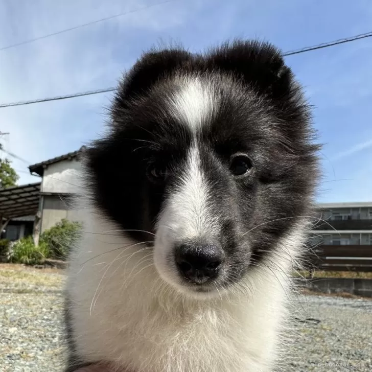 ID:2403-04009の子犬