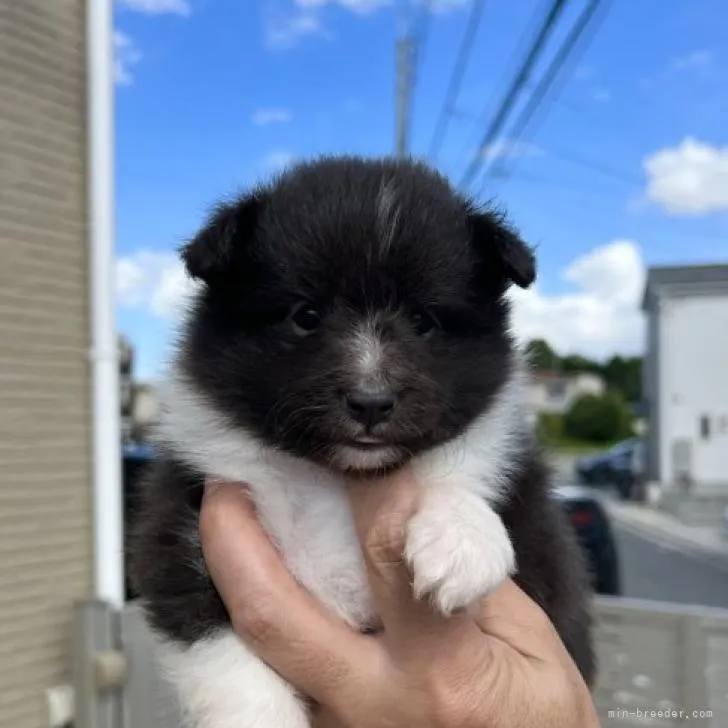 E.S 様のお迎えした子犬