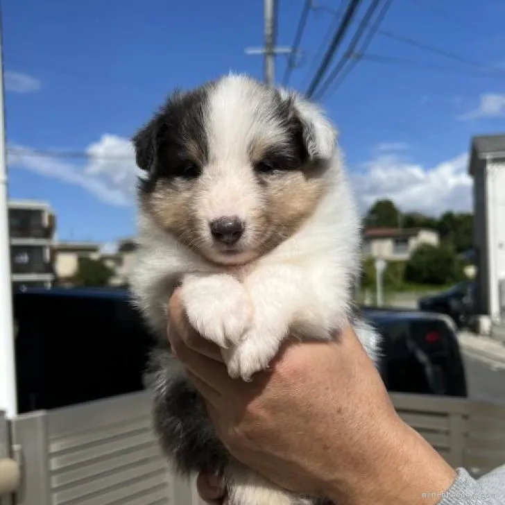 ジュン 様のお迎えした子犬