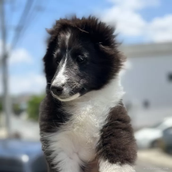 ID：2403-03558の子犬