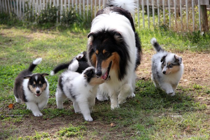 子犬達は成犬と一緒にいます｜溝口　妃登美(みぞぐち　ひとみ)ブリーダー(愛知県・ラフコリー・日本コリークラブ登録)の紹介写真5