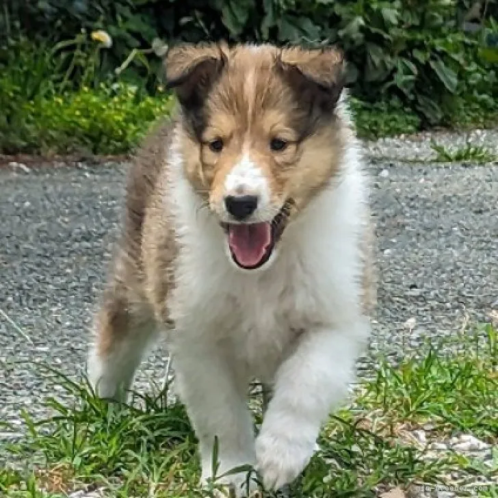 ID：2307-01301の子犬