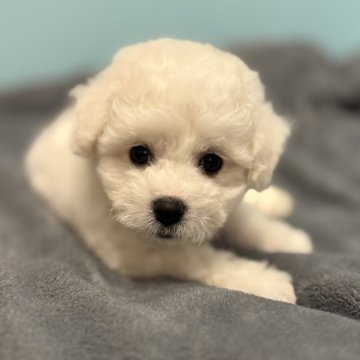 ビションフリーゼ【福岡県・男の子・2025年6月14日・ホワイト】の写真「可愛いモフモフ男子😍」