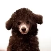 トイプードル(トイ)