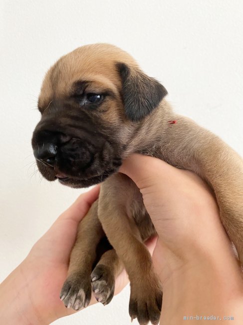 グレートデン 福岡県 女の子 21年5月25日 フォーン 両親ともにチャンピオン みんなのブリーダー 子犬id 2106