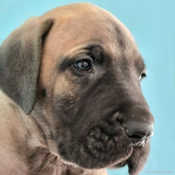 ID：2409-01159の子犬