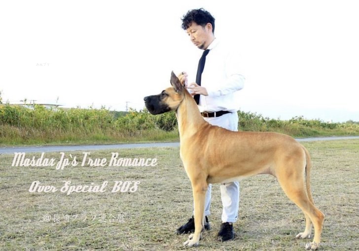 グレートデン【・女の子・2021年5月25日・フォーン】