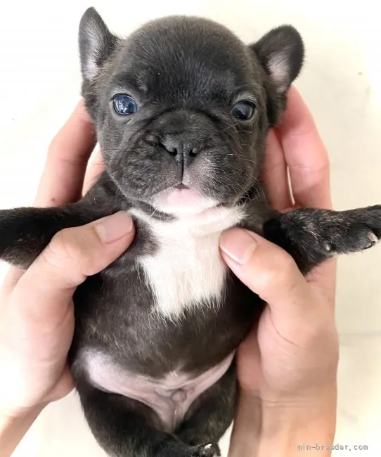 GI 様のお迎えした子犬