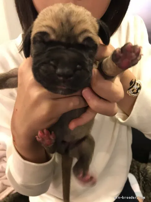 Ｍ.S 様のお迎えした子犬