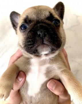 フレンチブルドッグ【福岡県・男の子・2021年9月19日・フォーン】の写真「ガッチリ！ムッチリの美しいフォーン男子★★」