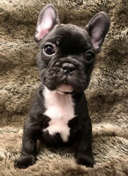 フレンチブルドッグ【福岡県・男の子・2021年9月19日・ブリンドル】の写真「ムチムチ★コロコロのハンサム君★」