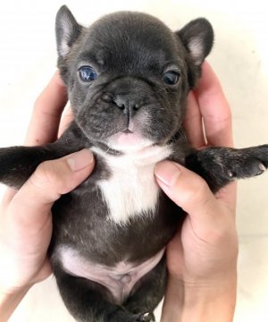 フレンチブルドッグ【福岡県・男の子・2021年9月19日・タイガーブリンドル】の写真「ガッチリ！ムッチリ！の美しいタイガーブリンドル★★」