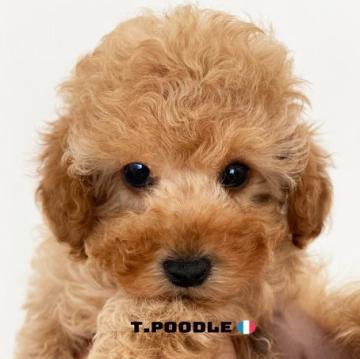トイプードル(トイ)【福岡県・男の子・2022年7月28日・アプリコット】の写真「まんまるお目が可愛い男の子！」
