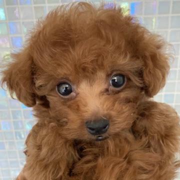 トイプードル(タイニー)【福岡県・男の子・2022年8月12日・レッド】の写真「ぱっちりとした目が可愛い小柄な男の子！」