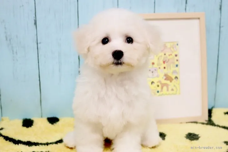 ID：2109-01578の子犬