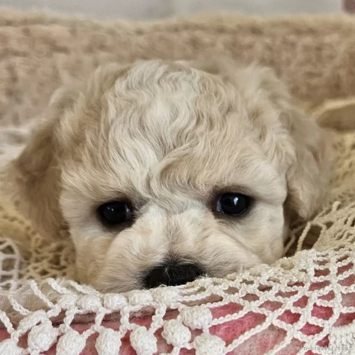 ID：2501-04442の子犬