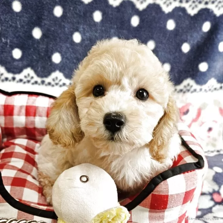 ID：2504-01459の子犬