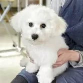 ビションフリーゼ