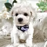 ビションフリーゼ【千葉県・女の子・2025年7月30日・ホワイト】の写真3