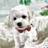 ビションフリーゼ【千葉県・女の子・2025年7月30日・ホワイト】の写真4