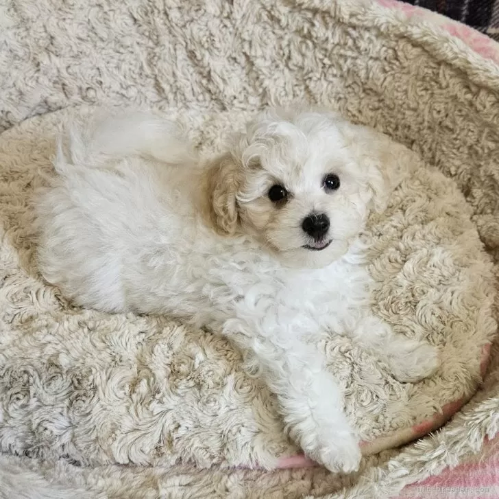 あおむしマダム 様のお迎えした子犬
