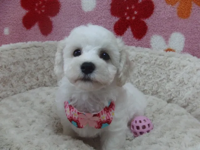 やまだ 様のお迎えした子犬