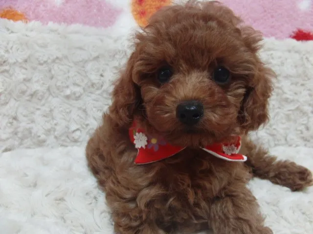 ID：1410-00121の子犬