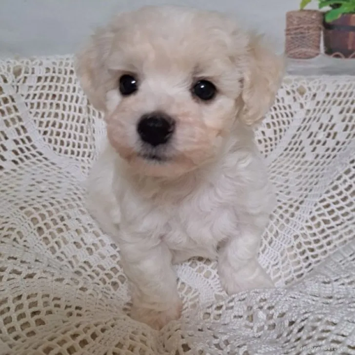 ID:2308-01416の子犬