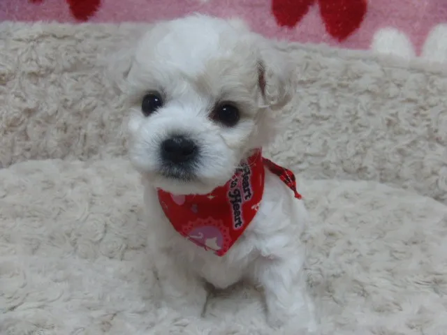 ID:1406-00275の子犬