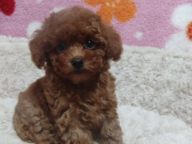 ID：1410-00241の子犬