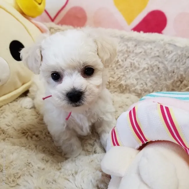 ししまる 様のお迎えした子犬