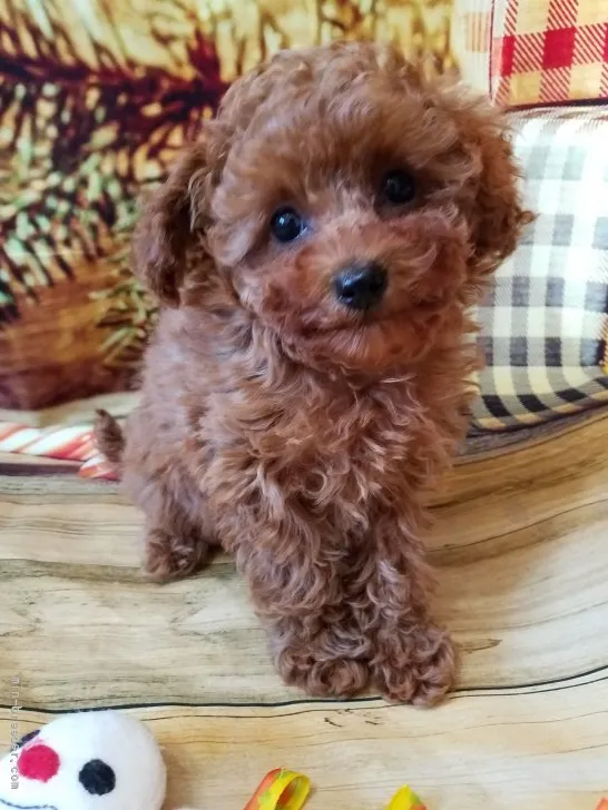 ID:2112-03019の子犬