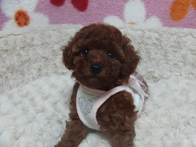 ID：1501-00618の子犬