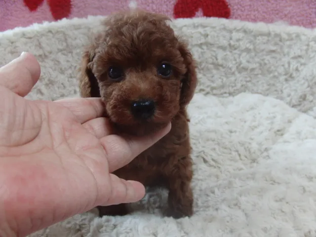 ひらた 様のお迎えした子犬