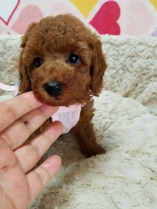 ID：1806-00230の子犬