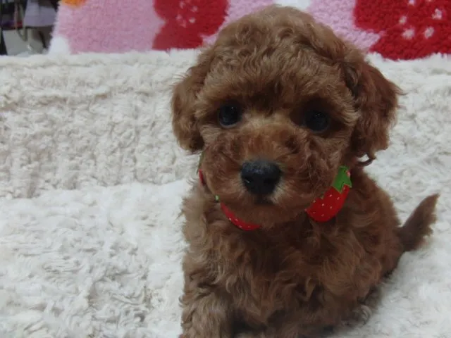 ID：1503-00769の子犬